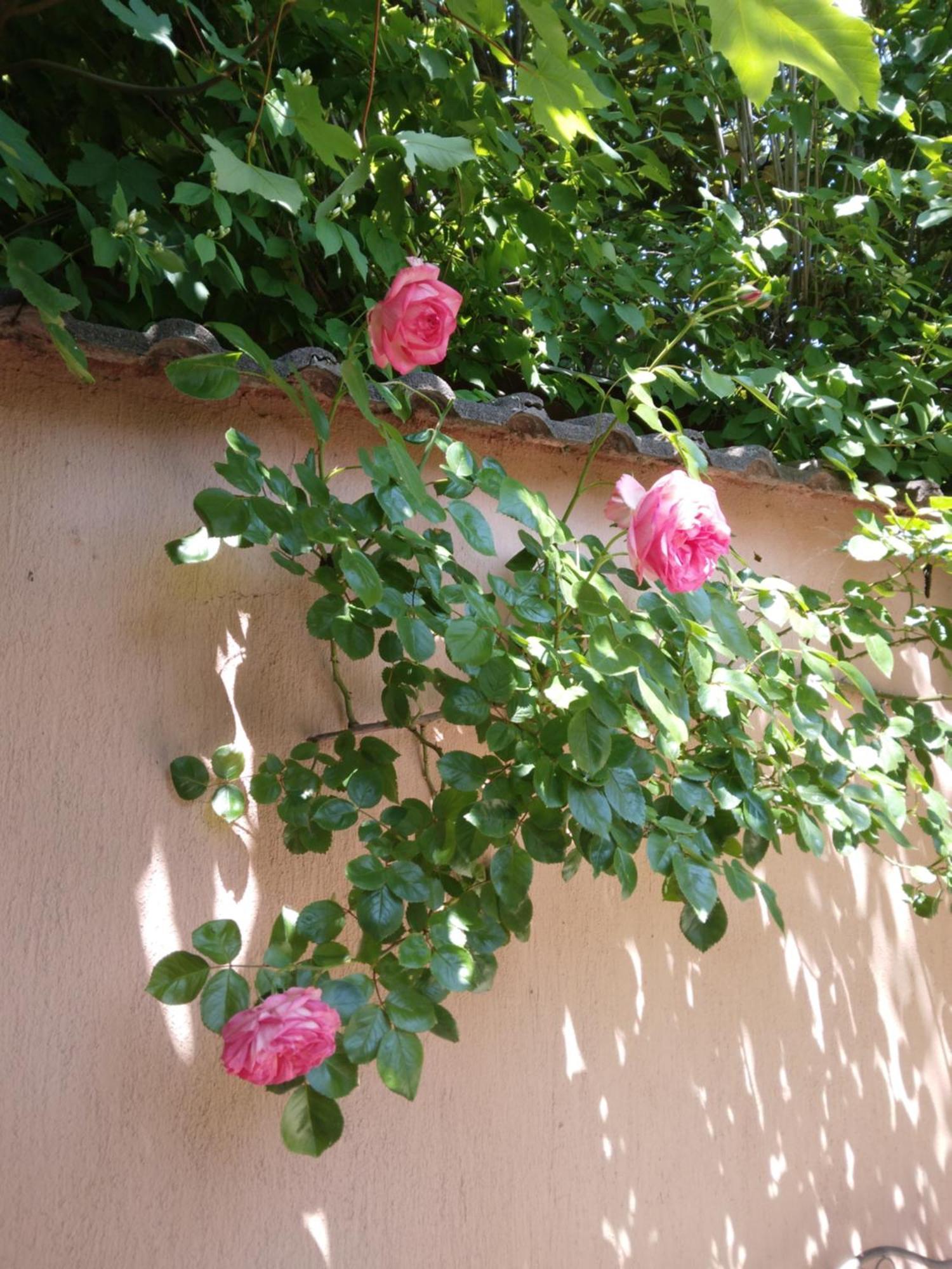 Siraly Haz Lägenhet Révfülöp Exteriör bild